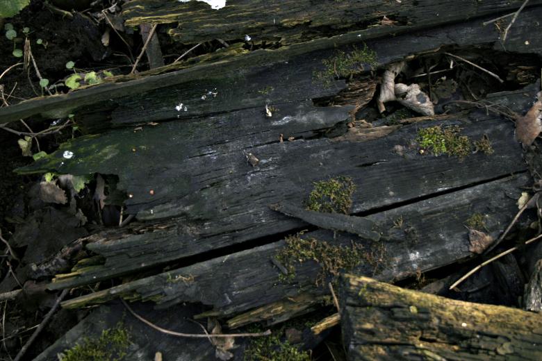 Free stock image of Wood texture created by Bjorgvin