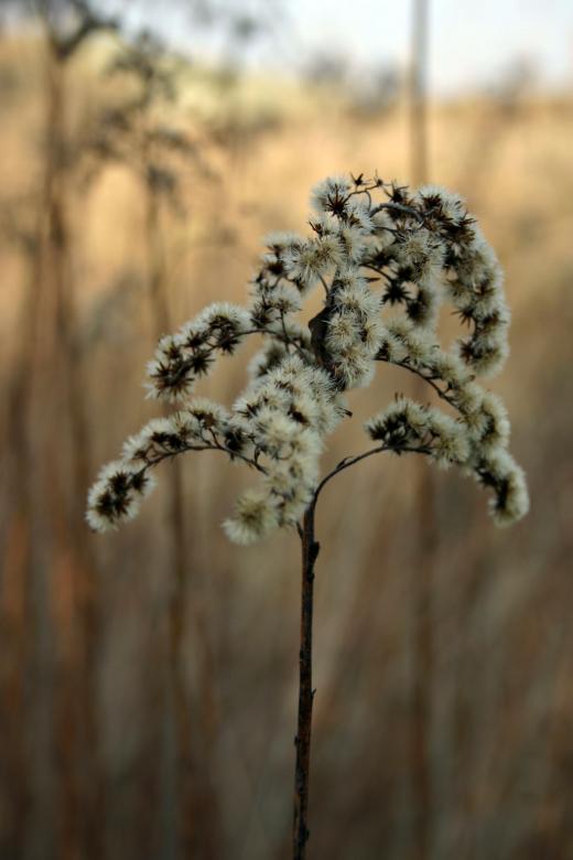 Free stock image of Furry plant created by Bjorgvin