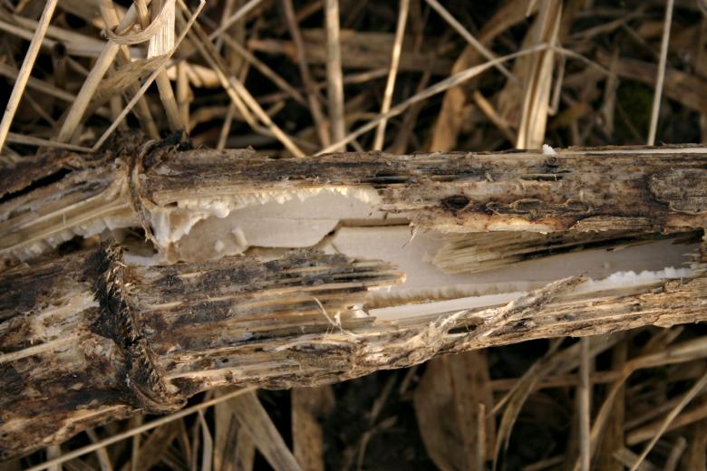 Free stock image of Broken stalk created by Bjorgvin