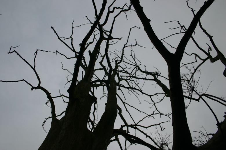 Free stock image of Silhouette of a tree created by allan toft pedersen