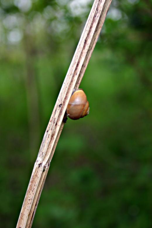 Free stock image of Cochlea on a straw created by Bjorgvin