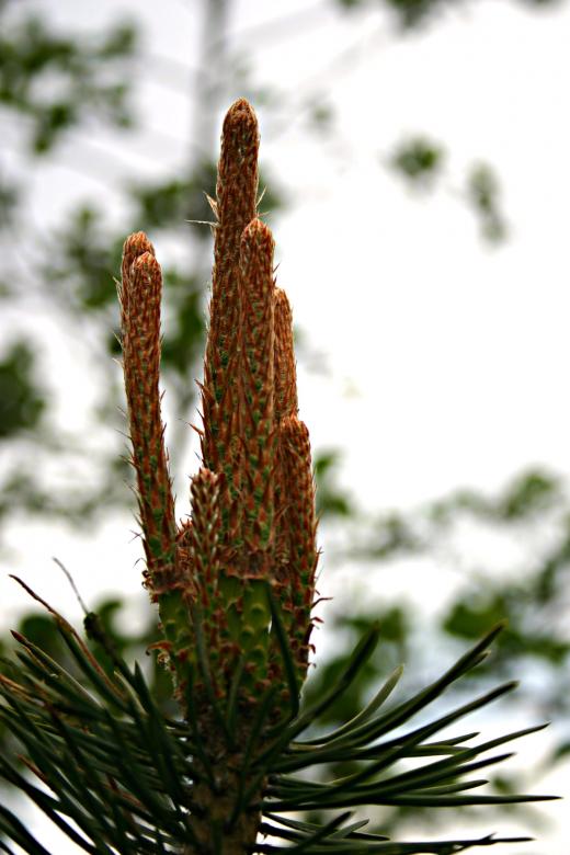 Free stock image of Plant closeup created by Bjorgvin