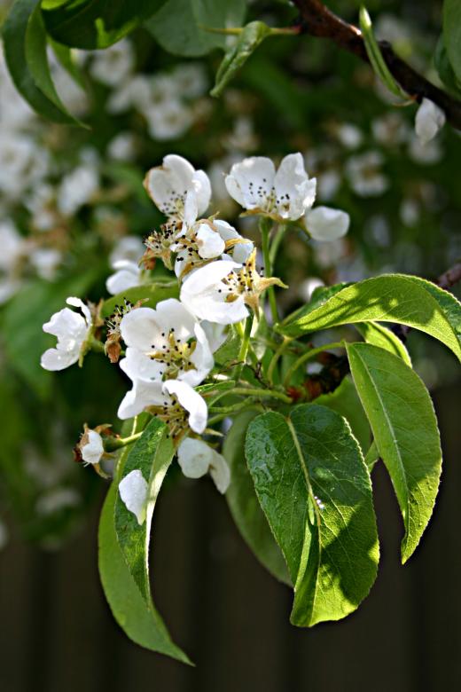 Free stock image of White flower after the rain created by Bjorgvin