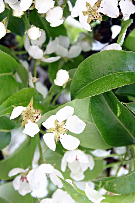 Free stock image of White flower after the rain created by Bjorgvin