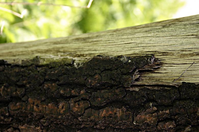 Free stock image of Old wood closeup created by Bjorgvin