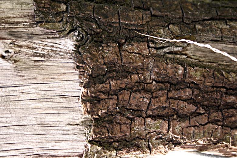 Free stock image of Wood closeup created by Bjorgvin