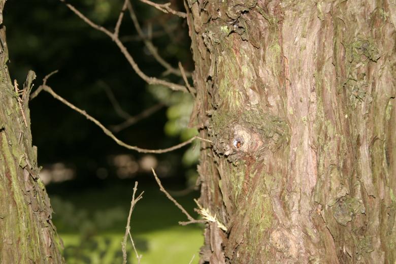 Free stock image of Tree bark created by Bjorgvin