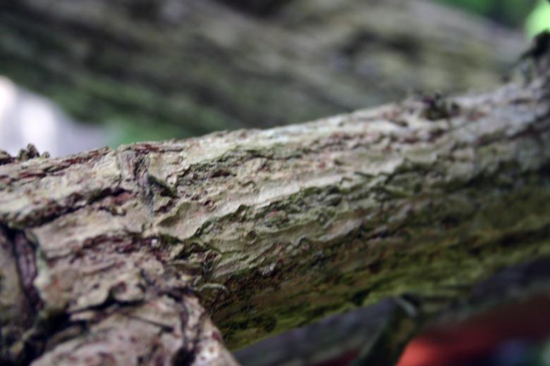 Free stock image of Bark created by Bjorgvin