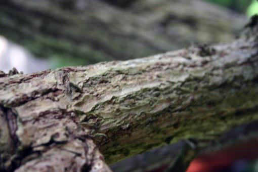 Free Stock Photo of Bark