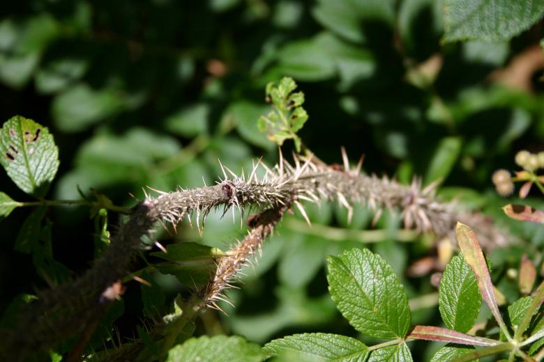 Free stock image of Thorns created by Bjorgvin