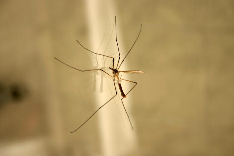 Free stock image of Crane Fly created by Bjorgvin