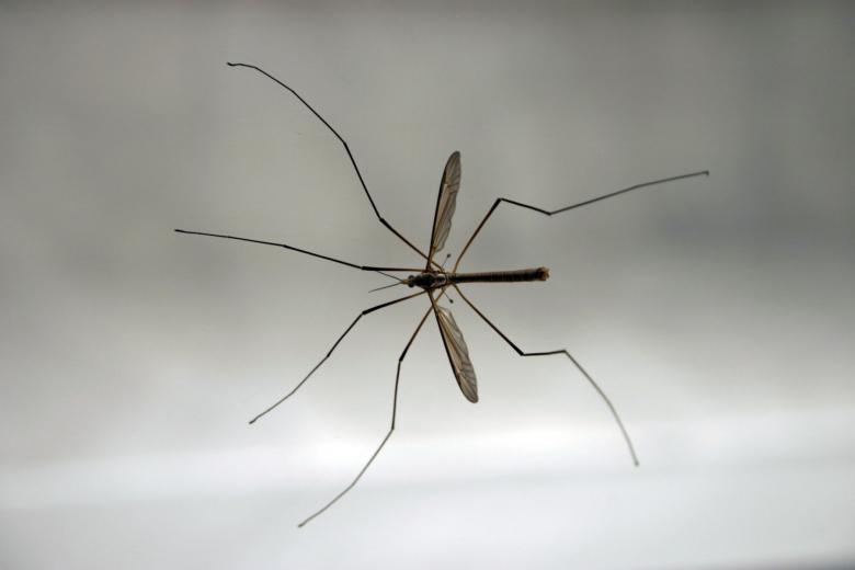 Free stock image of Crane Fly created by Bjorgvin