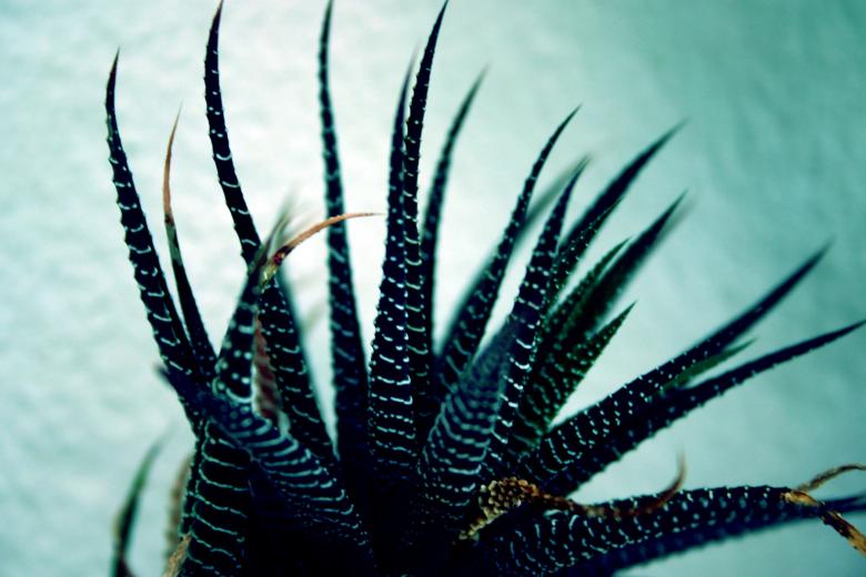Free stock image of Tentacles created by Bjorgvin