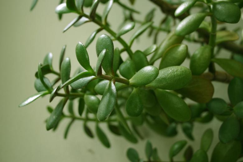Free stock image of Green Plant created by Bjorgvin