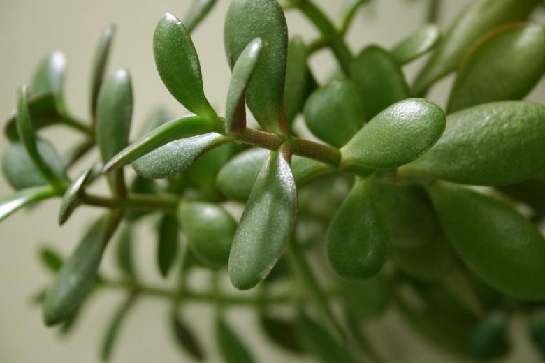 Free stock image of Green Plant Closeup created by Bjorgvin