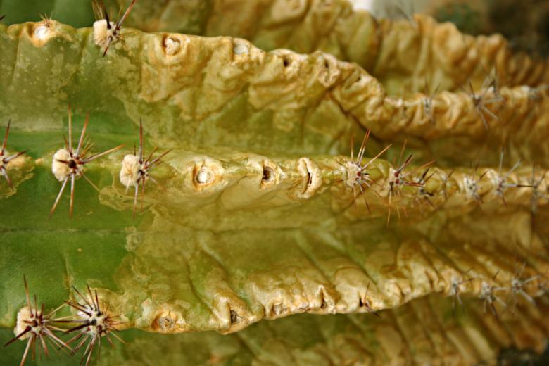Free stock image of Cactus created by Bjorgvin
