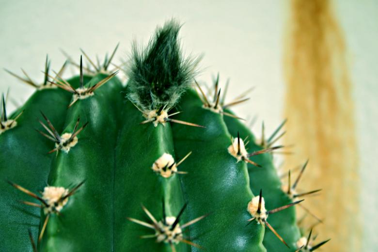 Free stock image of Cactus created by Bjorgvin