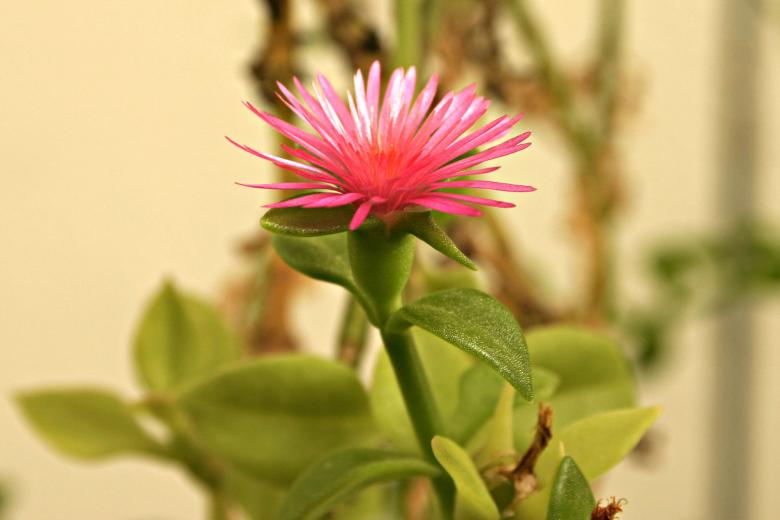 Free stock image of Pink Flower created by Bjorgvin