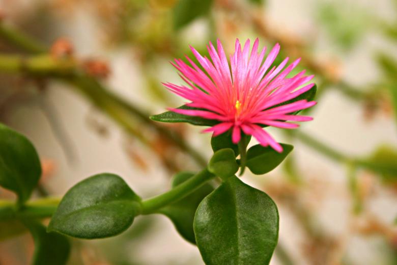 Free stock image of Pink Flower created by Bjorgvin