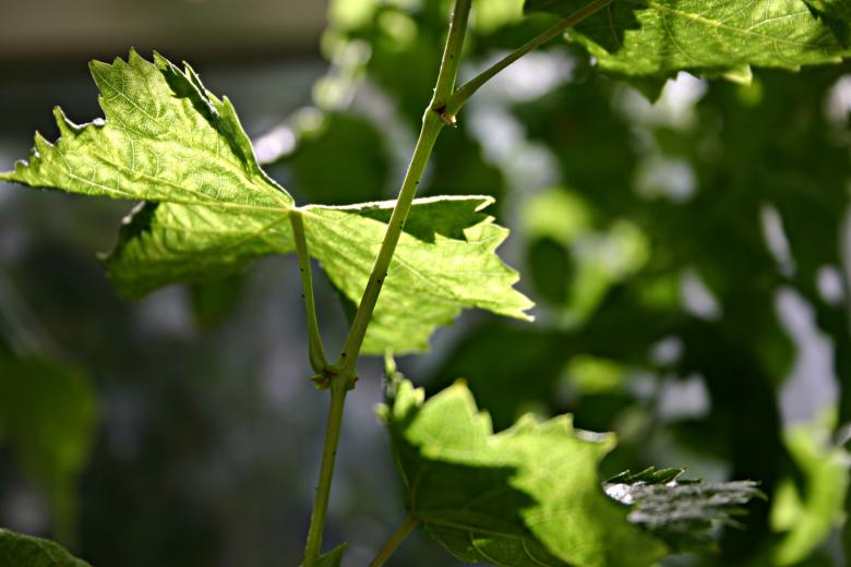 Free stock image of Tomato Plant created by Bjorgvin