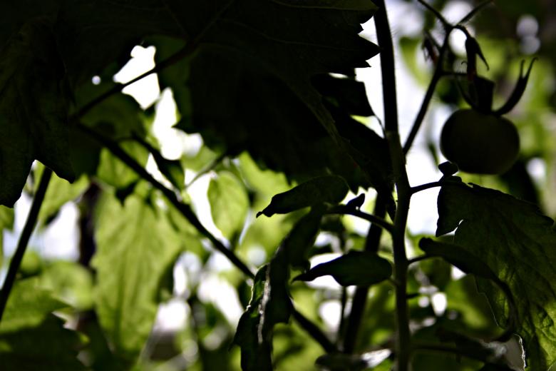 Free stock image of Tomato Plant Silhouette created by Bjorgvin