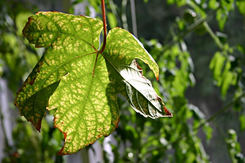 Free stock image of Leaf created by Bjorgvin