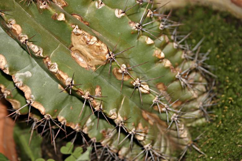 Free stock image of Cactus created by Bjorgvin