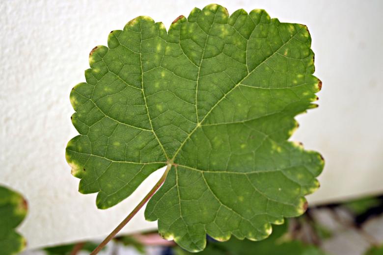 Free stock image of Leaf created by Bjorgvin
