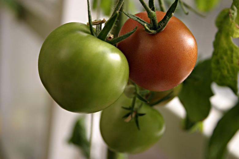 Free stock image of Tomatoes created by Bjorgvin