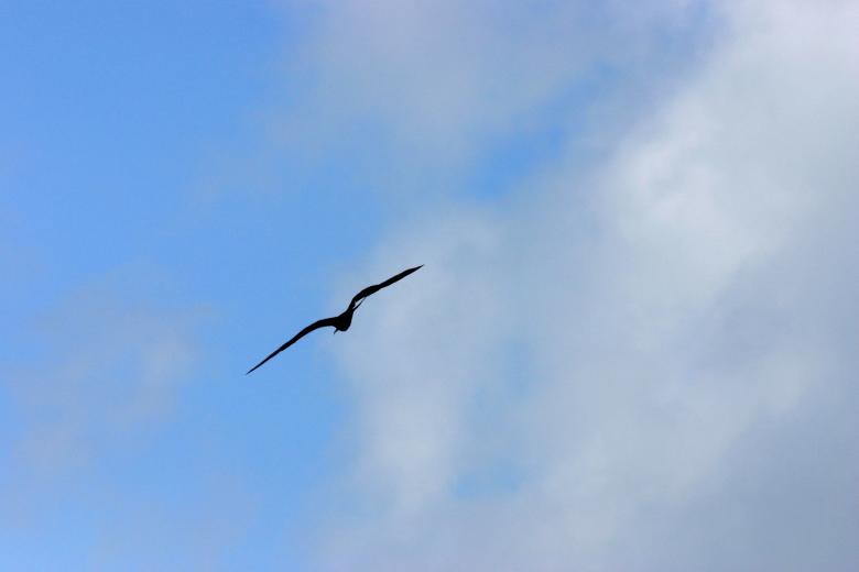 Free stock image of Bird flying created by shaun newcomb