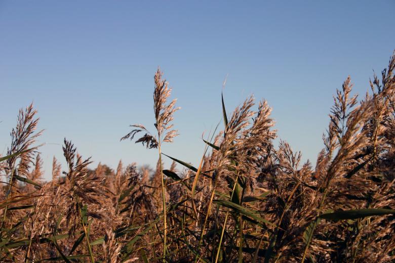Free stock image of Field of straws created by Bjorgvin