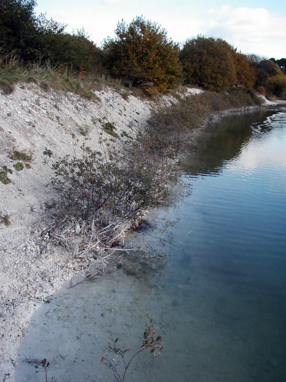 Free stock image of Plants by the lake created by Bjorgvin