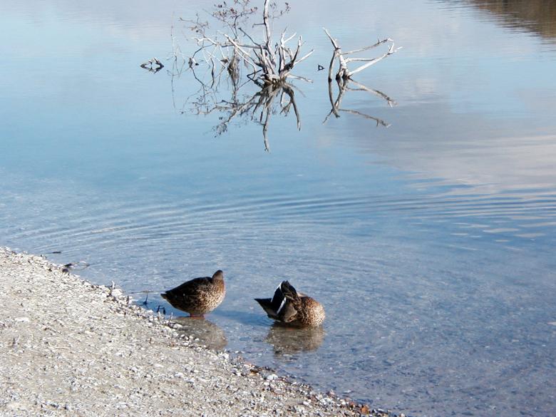 Free stock image of Two ducks by the lake created by Bjorgvin