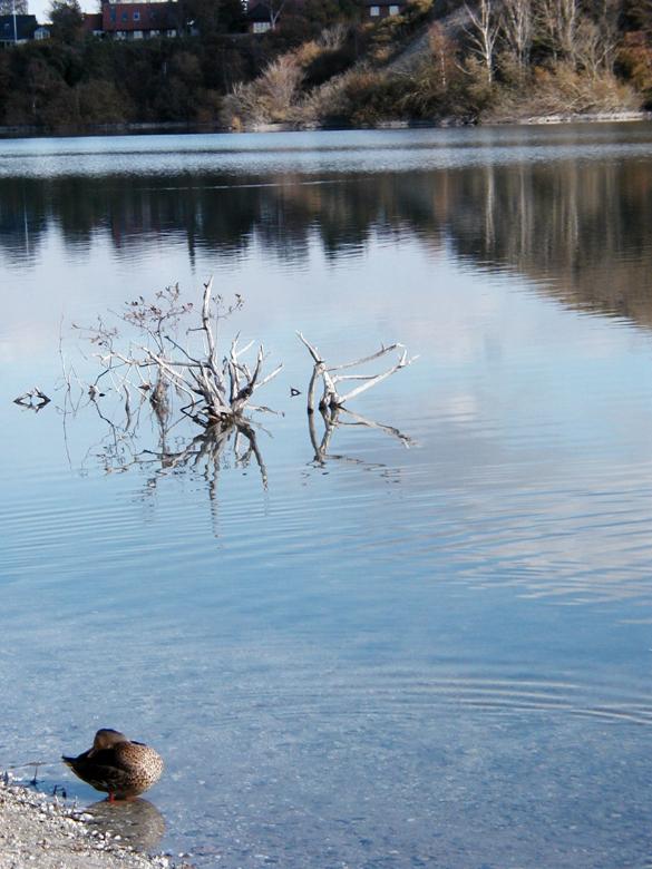 Free stock image of Grooming duck by the lake created by Bjorgvin