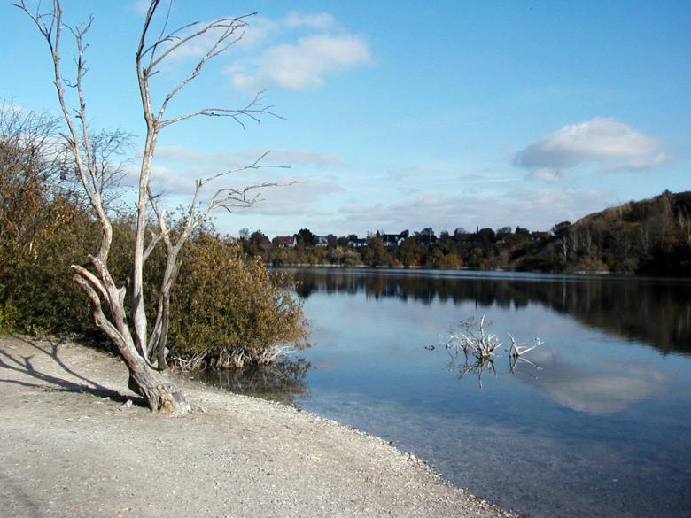 Free stock image of Dead tree by a lake created by Bjorgvin