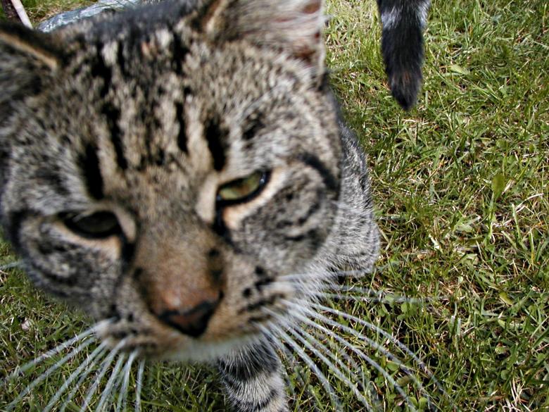 Free stock image of Cat closeup created by Bjorgvin