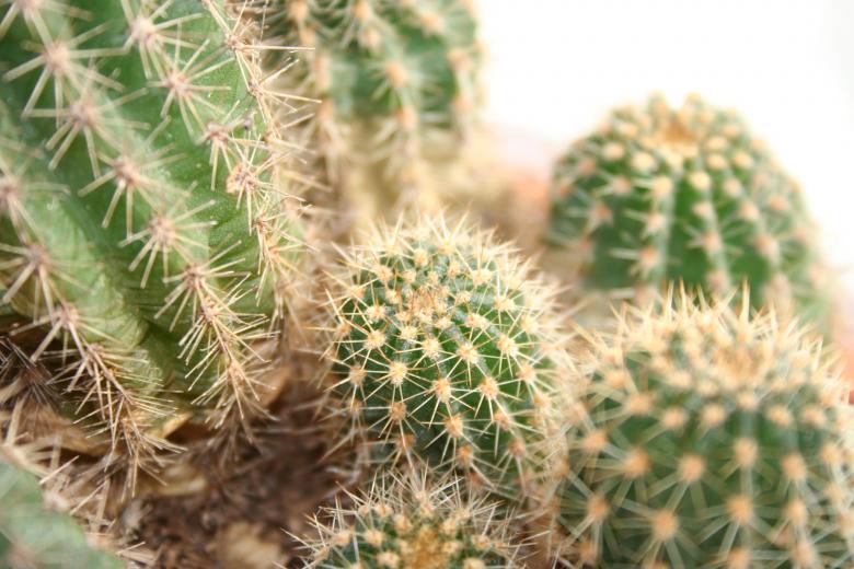 Free stock image of Cactus created by Sander van der Veen