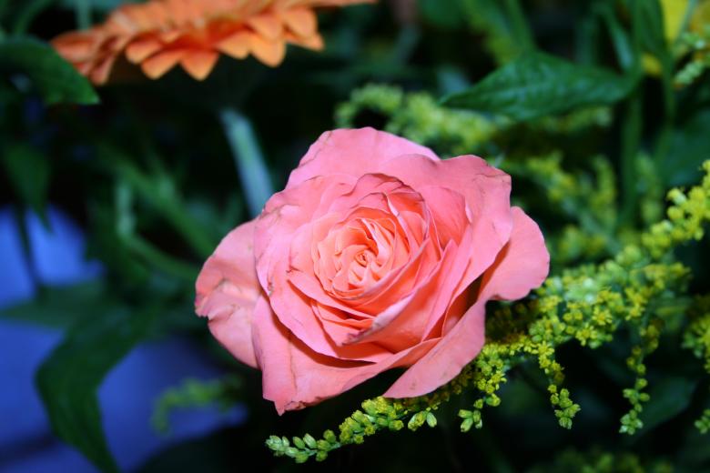Free stock image of Pink rose created by Sander van der Veen