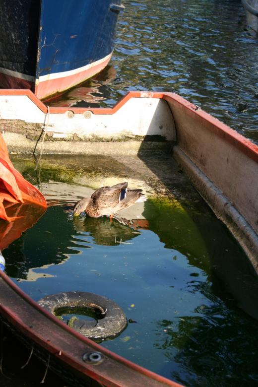 Free stock image of Duck in a boat created by Sander van der Veen