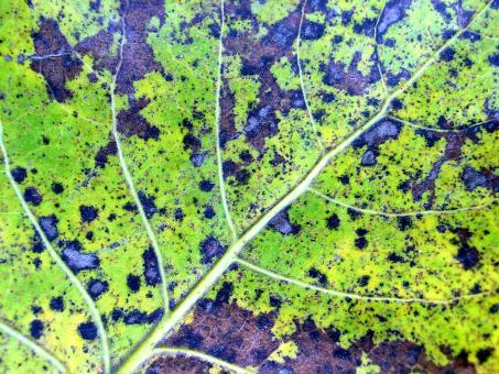 Green and blue leaf - Free Stock Photo
