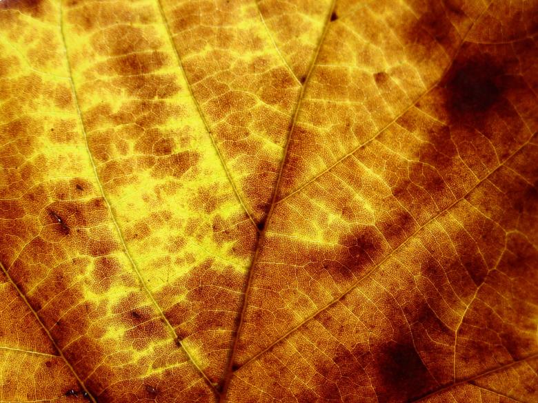 Free stock image of Leaf texture created by Darren Hester