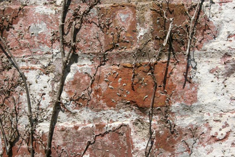 Free stock image of Plant on wall created by Darren Hester