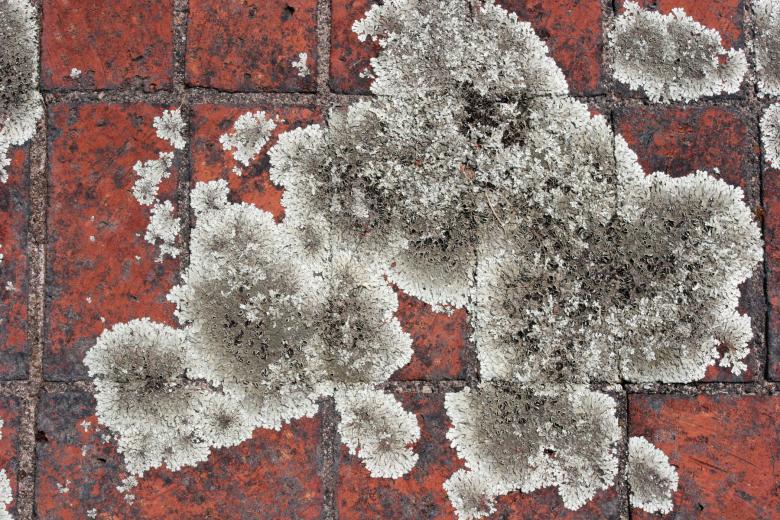 Free stock image of White fungus created by Darren Hester