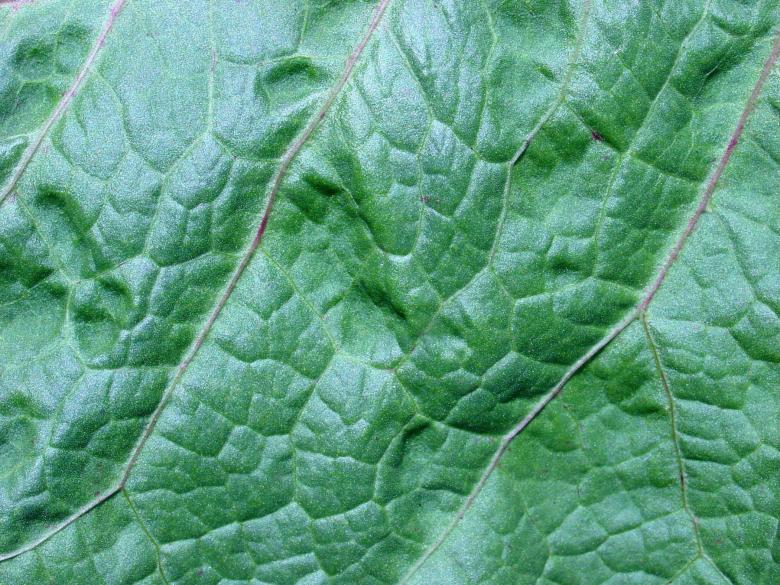 Free stock image of Organic texture created by Darren Hester