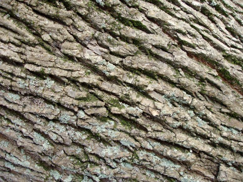 Free stock image of Tree bark created by Darren Hester