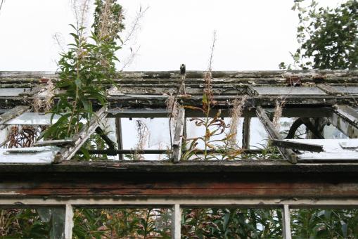 Plants growing out of an old house - Free Stock Photo