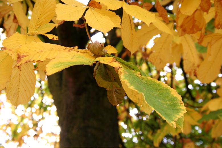 Free stock image of Yellow leafs created by julian battye