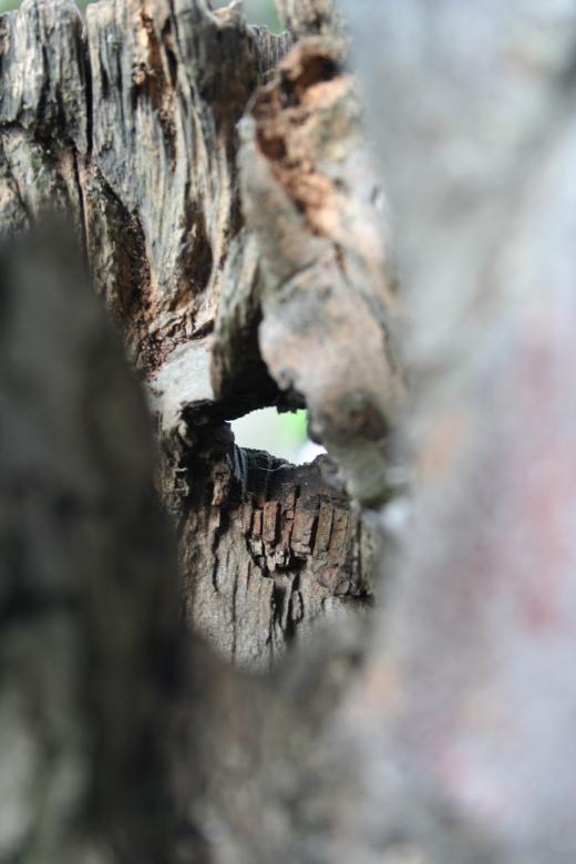 Free stock image of Hollow tree created by julian battye