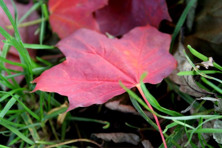 Free stock image of Leaf closeup created by julian battye