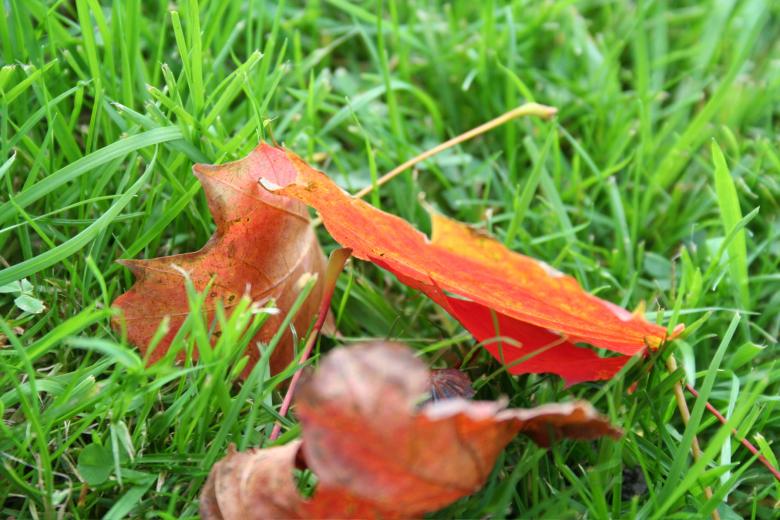 Free stock image of Leafs in the grass created by julian battye